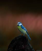 Julien SESIA - Julien-Sésia-Photographie©